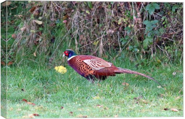 Pheasant, common or ring-necked Canvas Print by Bryan 4Pics