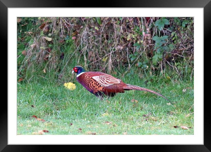 Pheasant, common or ring-necked Framed Mounted Print by Bryan 4Pics