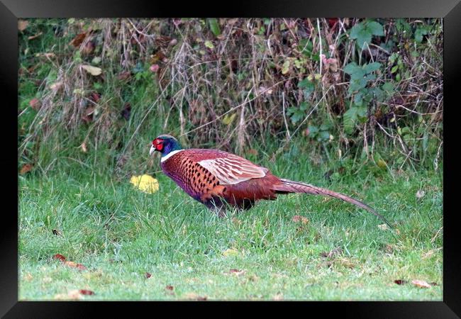 Pheasant, common or ring-necked Framed Print by Bryan 4Pics