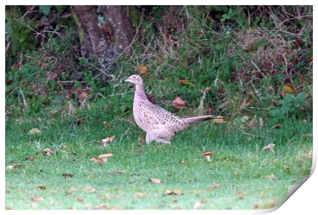 Pheasant, common or ring-necked Print by Bryan 4Pics