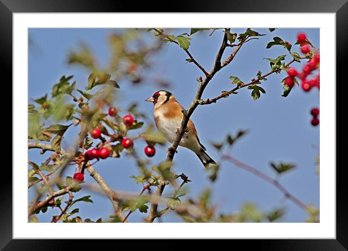 Goldfinch, Cardeulis Cardeulis Framed Mounted Print by Bryan 4Pics