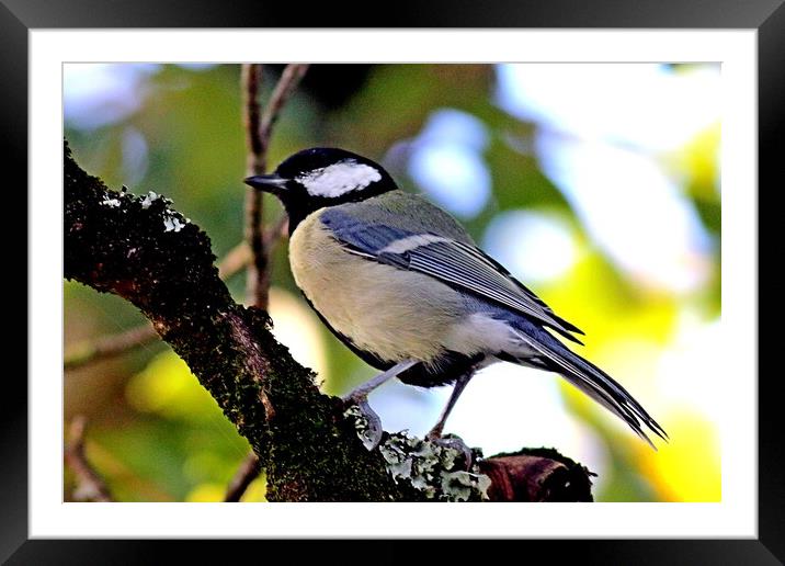 Great Tit, Parus major Framed Mounted Print by Bryan 4Pics