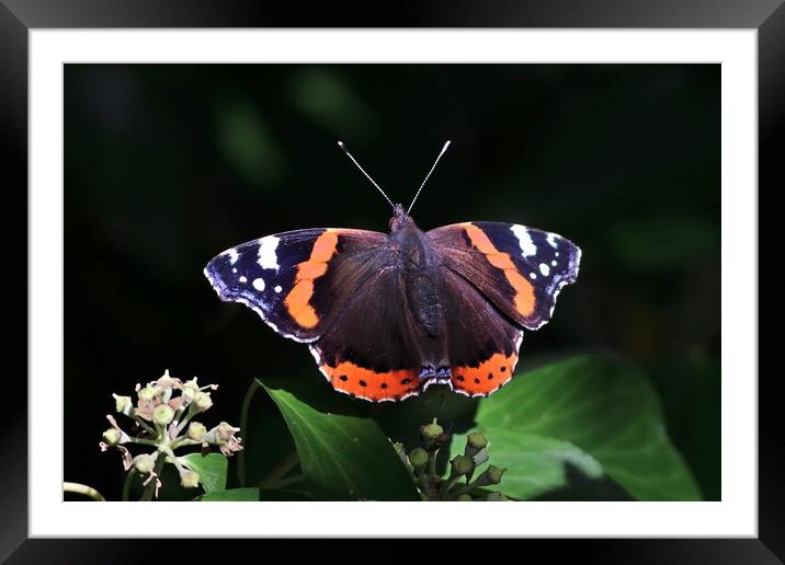 Red Admiral, Vanessa atalanta Framed Mounted Print by Bryan 4Pics