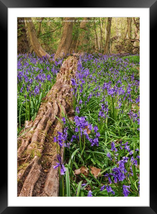 Bluebell Forest Framed Mounted Print by Matt Cottam