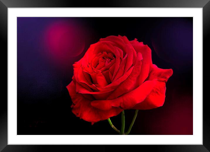Red Rose  Framed Mounted Print by Alison Chambers