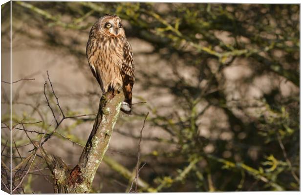 Short Eared Owl, perched on a branch dozing in the sun Canvas Print by Russell Finney