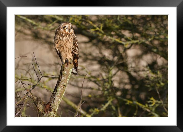 Short Eared Owl, perched on a branch dozing in the sun Framed Mounted Print by Russell Finney