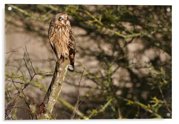 Short Eared Owl, perched on a branch dozing in the sun Acrylic by Russell Finney