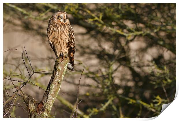 Short Eared Owl, perched on a branch dozing in the sun Print by Russell Finney