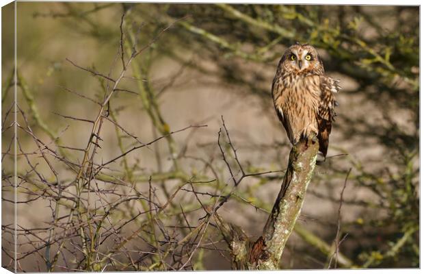 Short Eared Owl, perched on a branch Canvas Print by Russell Finney
