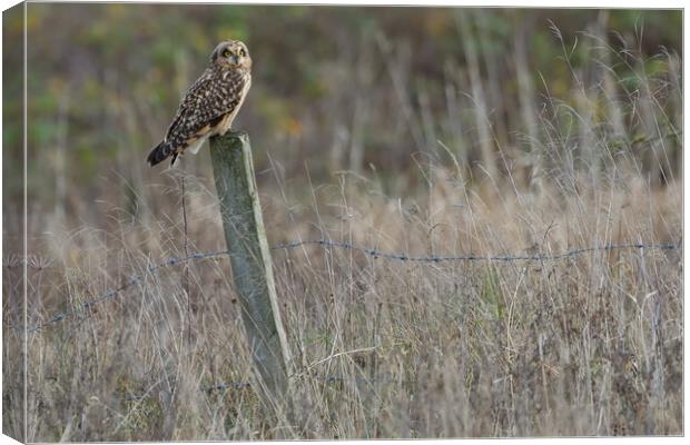 Short Eared Owl, perched on a fence post Canvas Print by Russell Finney