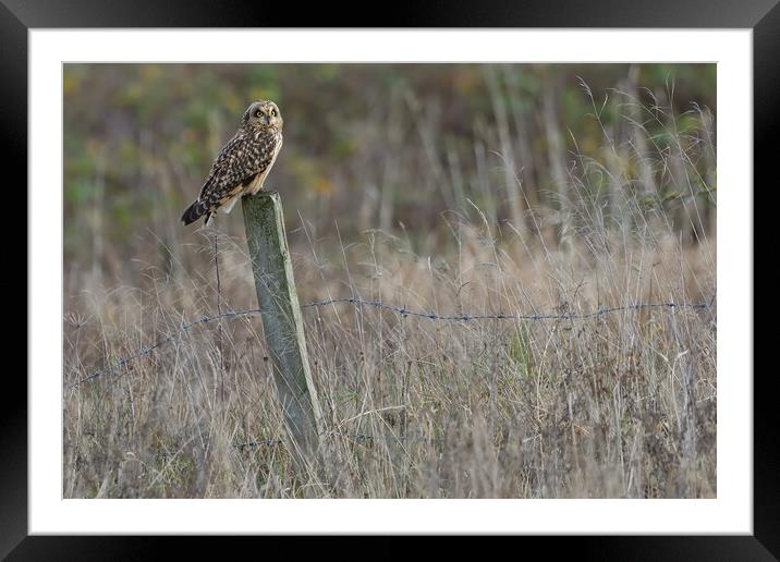 Short Eared Owl, perched on a fence post Framed Mounted Print by Russell Finney
