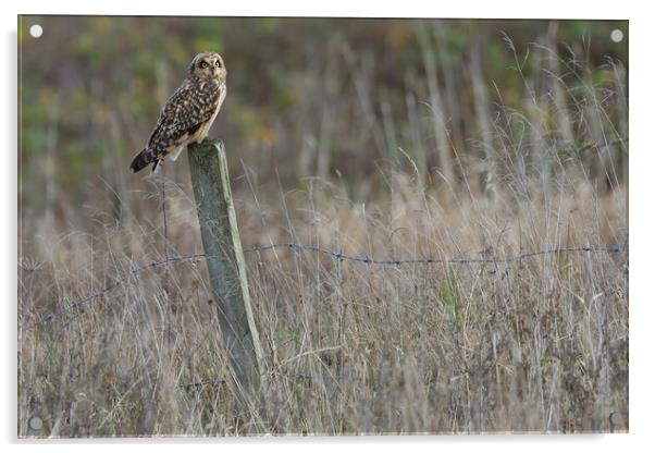 Short Eared Owl, perched on a fence post Acrylic by Russell Finney