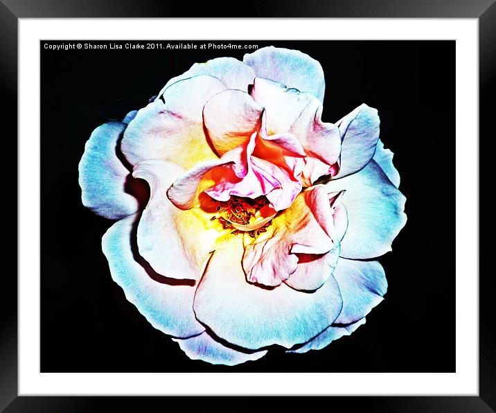 multi coloured rose Framed Mounted Print by Sharon Lisa Clarke