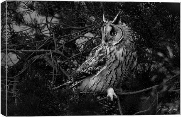 Long Eared Owl, perched on in conifer tree Canvas Print by Russell Finney