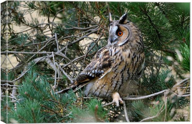 Long Eared Owl, perched on in conifer tree Canvas Print by Russell Finney