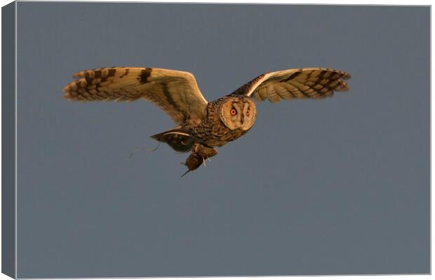 Long Eared Owl, flying with it prey  Canvas Print by Russell Finney