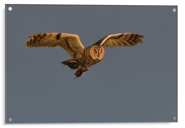 Long Eared Owl, flying with it prey  Acrylic by Russell Finney