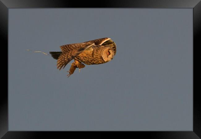 Long Eared Owl, flying with its prey-field vole Framed Print by Russell Finney