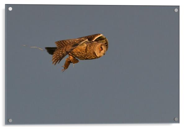 Long Eared Owl, flying with its prey-field vole Acrylic by Russell Finney