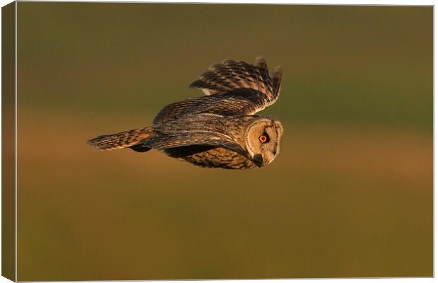 Long Eared Owl flying Canvas Print by Russell Finney