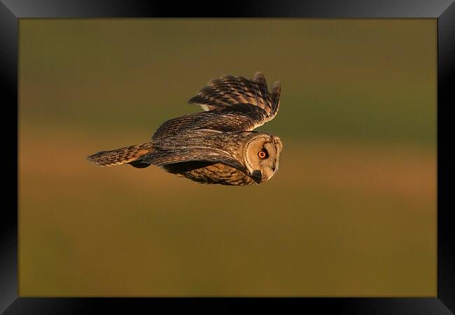 Long Eared Owl flying Framed Print by Russell Finney