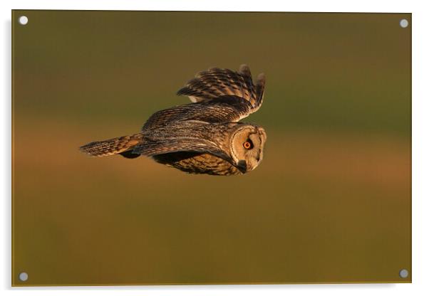 Long Eared Owl flying Acrylic by Russell Finney