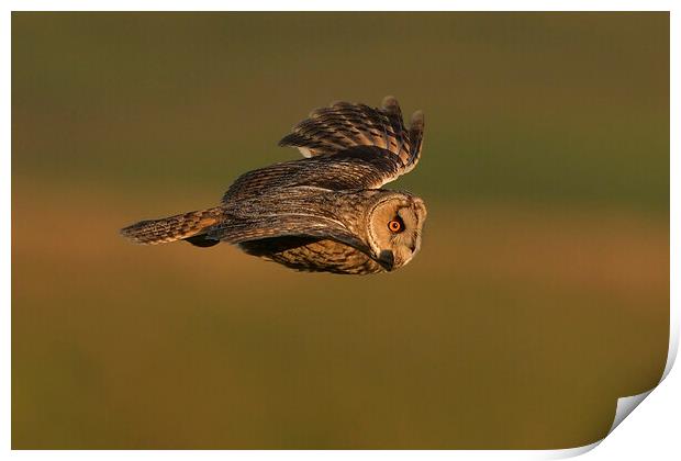 Long Eared Owl flying Print by Russell Finney