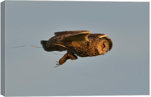 Long Eared Owl, flying with its prey-field vole Canvas Print by Russell Finney