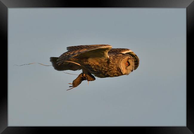 Long Eared Owl, flying with its prey-field vole Framed Print by Russell Finney