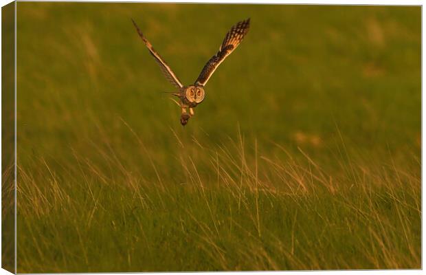 Long Eared Owl, flying with it prey across a field Canvas Print by Russell Finney