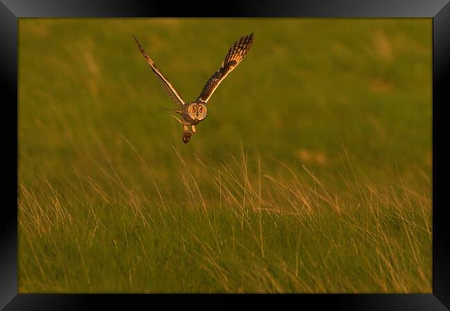 Long Eared Owl, flying with it prey across a field Framed Print by Russell Finney