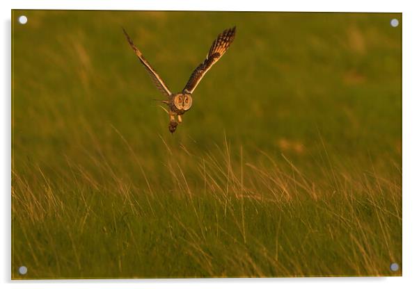 Long Eared Owl, flying with it prey across a field Acrylic by Russell Finney