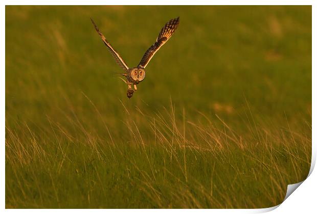Long Eared Owl, flying with it prey across a field Print by Russell Finney