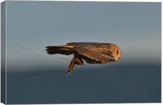 Long Eared Owl, flying with its prey-field vole Canvas Print by Russell Finney