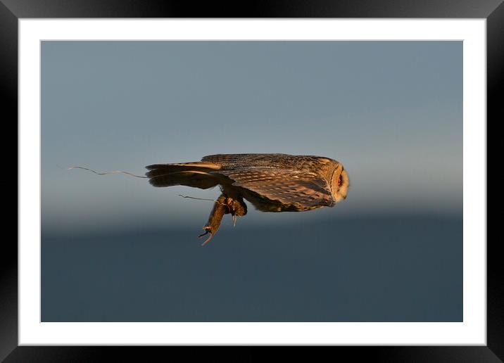 Long Eared Owl, flying with its prey-field vole Framed Mounted Print by Russell Finney