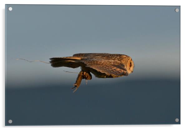 Long Eared Owl, flying with its prey-field vole Acrylic by Russell Finney