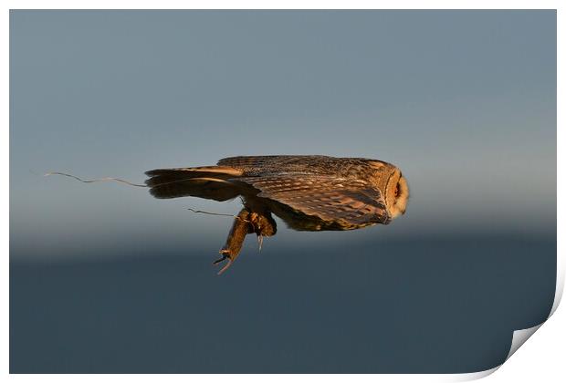 Long Eared Owl, flying with its prey-field vole Print by Russell Finney
