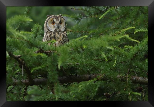 Long Eared Owl, perched on in conifer tree Framed Print by Russell Finney