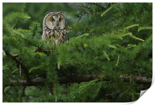 Long Eared Owl, perched on in conifer tree Print by Russell Finney