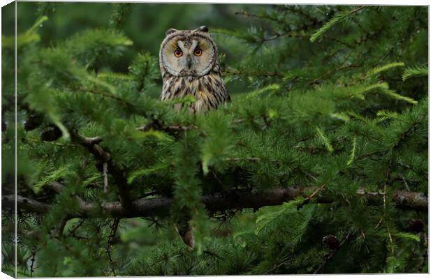 Long Eared Owl, perched in conifer tree Canvas Print by Russell Finney