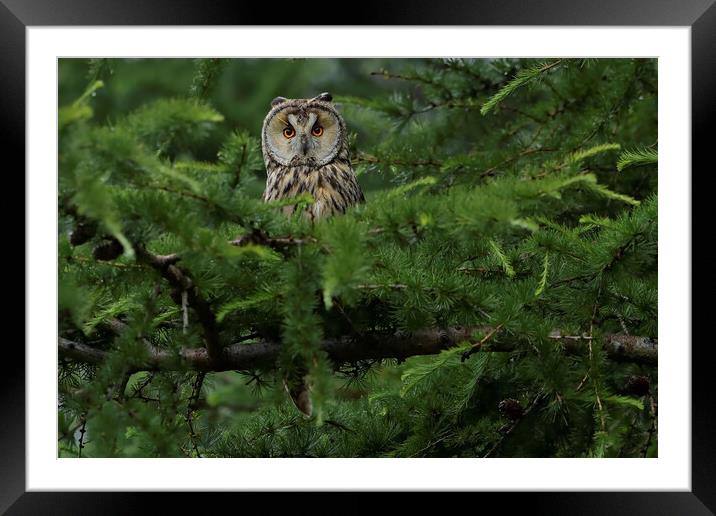 Long Eared Owl, perched in conifer tree Framed Mounted Print by Russell Finney