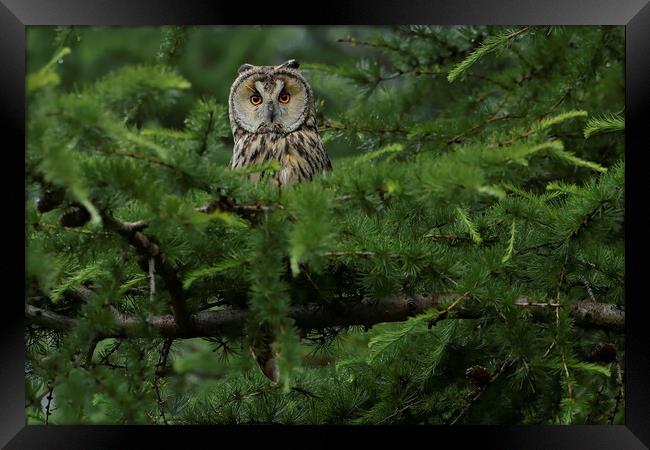 Long Eared Owl, perched in conifer tree Framed Print by Russell Finney