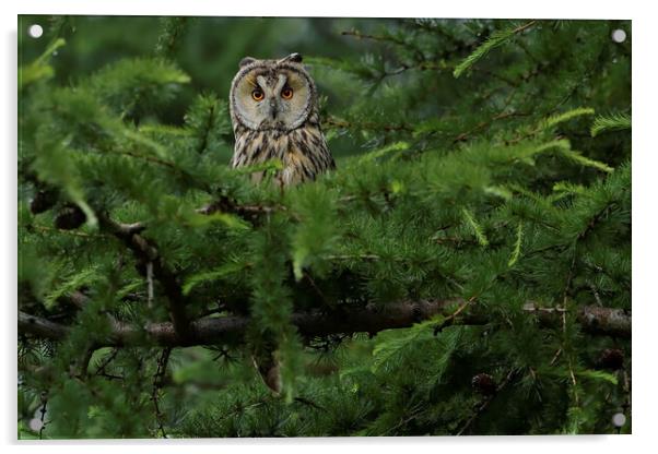 Long Eared Owl, perched in conifer tree Acrylic by Russell Finney