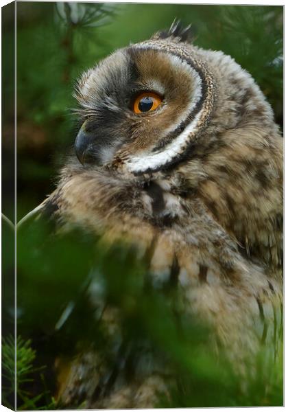 Young Long Eared Owl, perched on a branch Canvas Print by Russell Finney