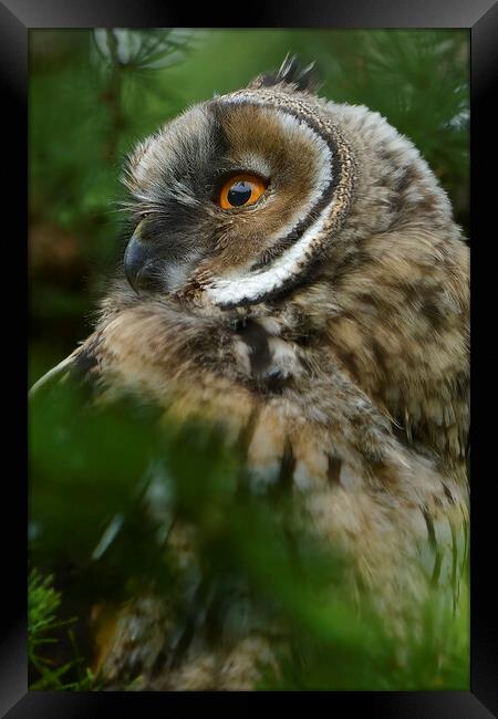 Young Long Eared Owl, perched on a branch Framed Print by Russell Finney