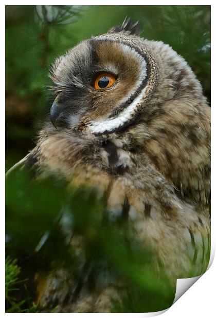 Young Long Eared Owl, perched on a branch Print by Russell Finney