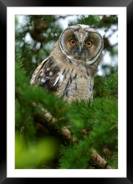 Young Long Eared Owl, perched on a branch Framed Mounted Print by Russell Finney