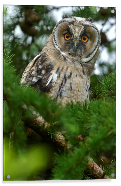 Young Long Eared Owl, perched on a branch Acrylic by Russell Finney