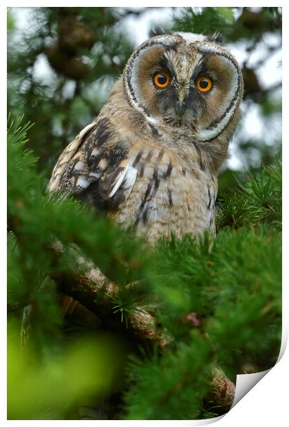 Young Long Eared Owl, perched on a branch Print by Russell Finney